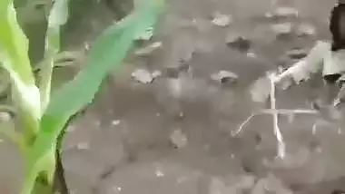 Desi outdoor sex of a Kolhapuri couple on a Banana farm